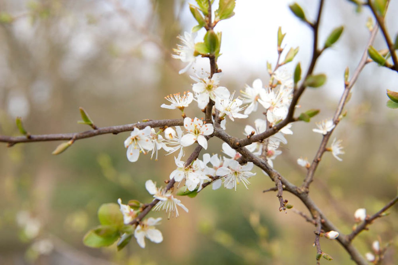 Prunus spinosa - 80-100 CM RB